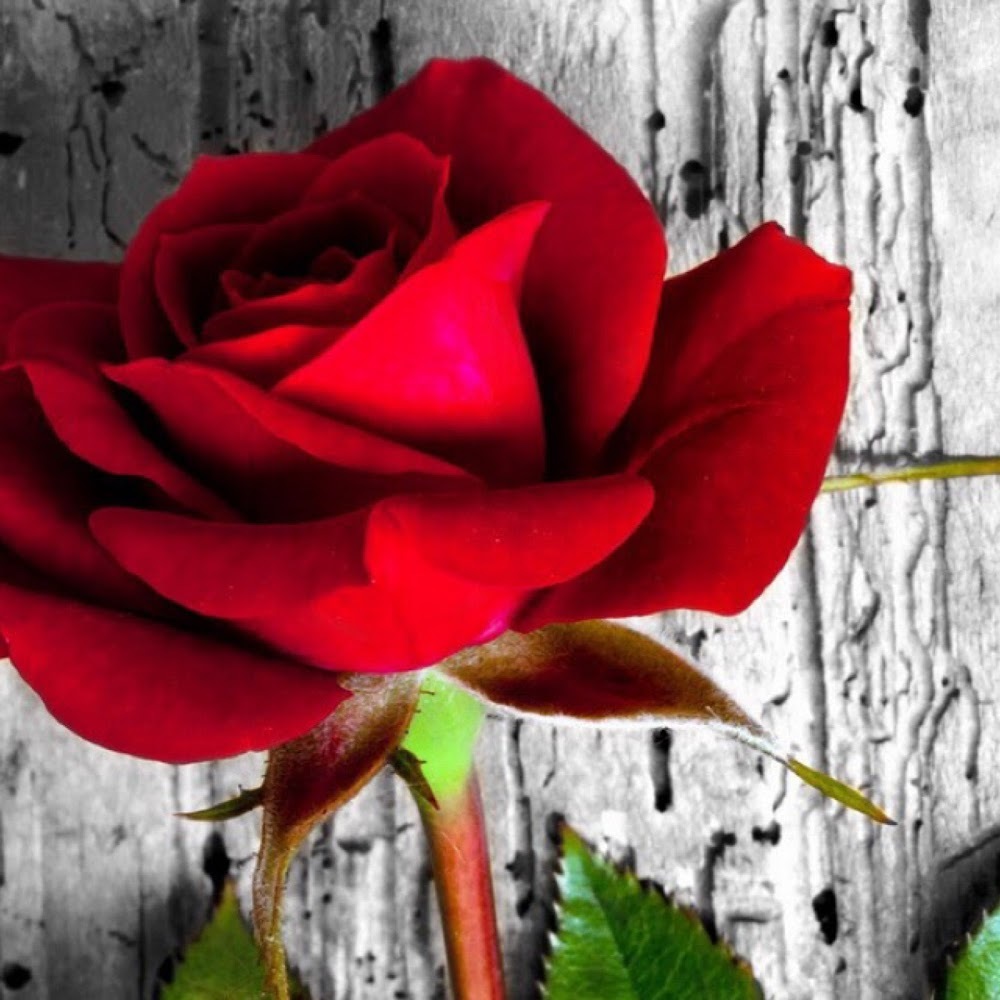 Meet your Posher, Rose